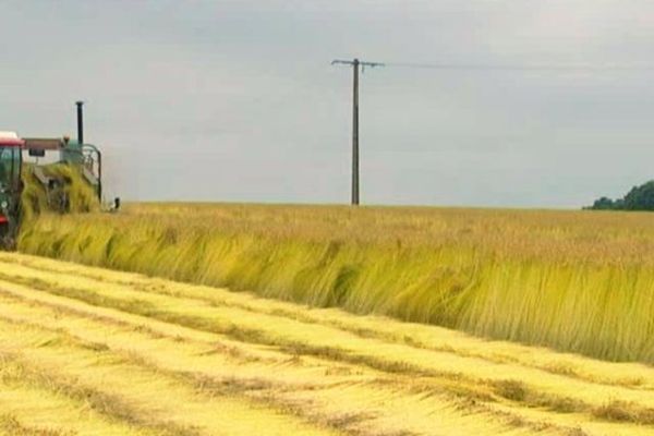 L'arrachage du lin à Epretot