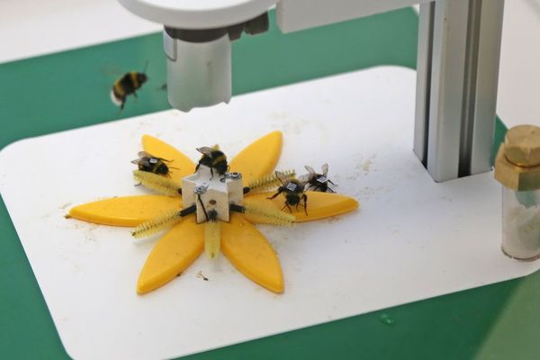 La fleur "connectée" délivre du pollen et du nectar en quantité contrôlée et enregistre la visite de chaque abeille