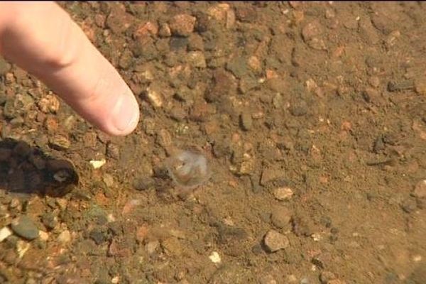 Toute petite la méduse mais baignade interdite quand même...