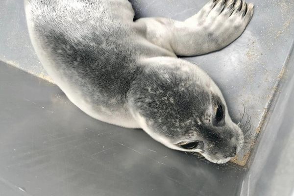 Le bébé phoque égaré dans l'estuaire de l'Orne