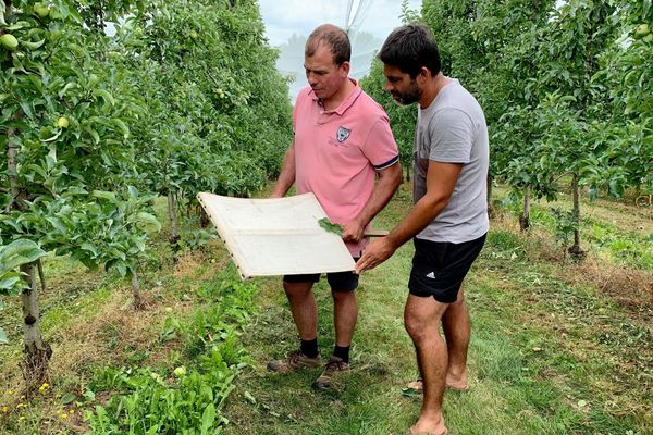 Pierre Borie et Jérôme le Solliec dans un verger : les pomiculteurs sont confrontés aux punaises des bois