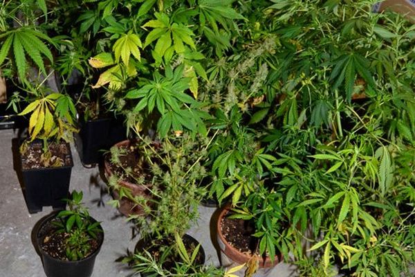 34 plants de cannabis en floraison ont été découverts, lundi, au domicile d'un habitant du Puy-en-Velay, ainsi qu'une quarantaine de plants en culture.