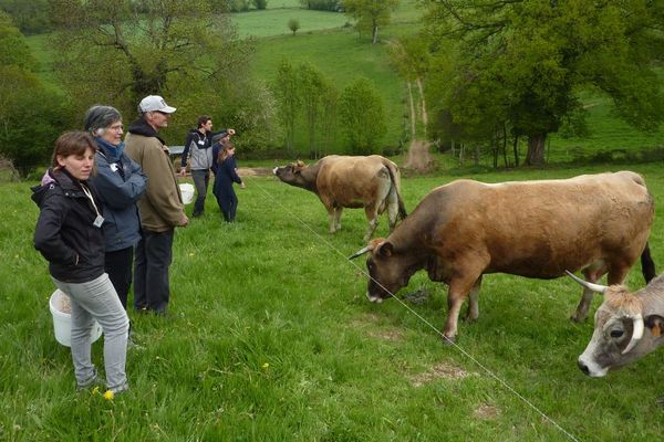 Les visiteurs pourront par exemple approcher les vaches aubracs de la ferme des Bourettes à Haute-Rivoire (Monts du Lyonnais)