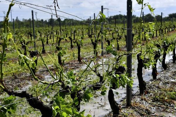 Le vignoble de Macau ravagé après le passage de la grêle le 26 mai 2018.