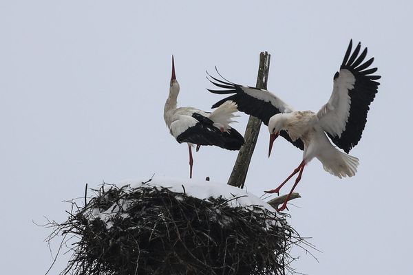 Les premières cigognes sont revenues en Alsace, en plein froid, début février 