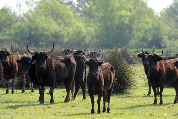 Les éleveurs de taureaux, en Camargue, bénéficient d'une appellation d'origine protégée. 