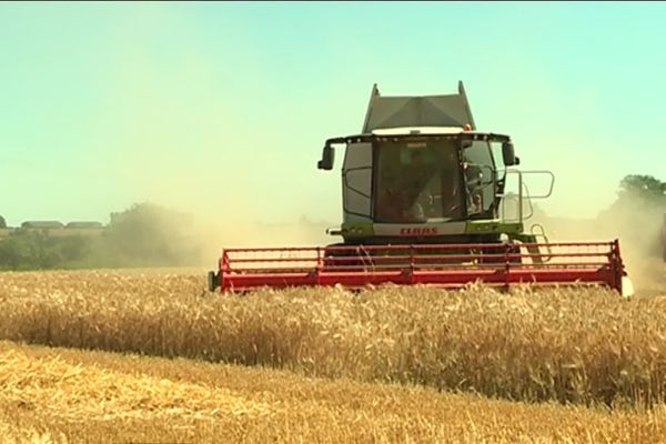 La moisson a débuté dans les Hauts-de-France.