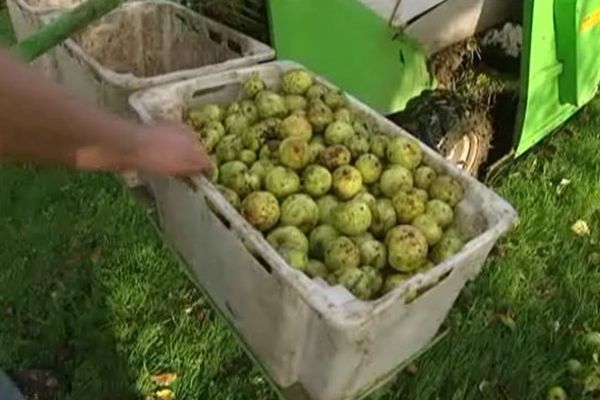 Avec 15 jours de retard, la récoltes des pommes peut commencer.