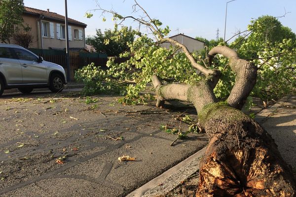 A Saint-Étienne ce mardi 1er juillet au matin, un platane tombé sur une route de la ville vraisemblablement cassé par l’orage d’hier. 