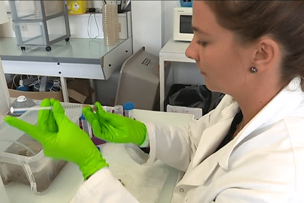 Adèle James, doctorante à la station biologique de Roscoff