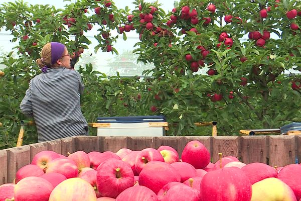 « Par rapport à l’année dernière, je n’en avais pas vu autant de grosses, de rouges comme ça. »