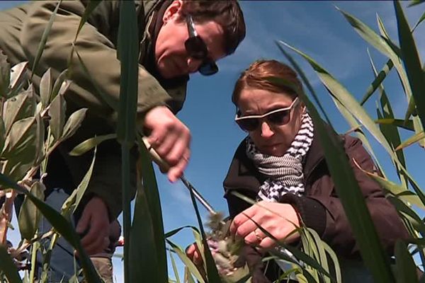 Des analyses sont effectuées sur les cultures par le centre d'Initiatives pour Valoriser l'Agriculture et le Milieu rural.