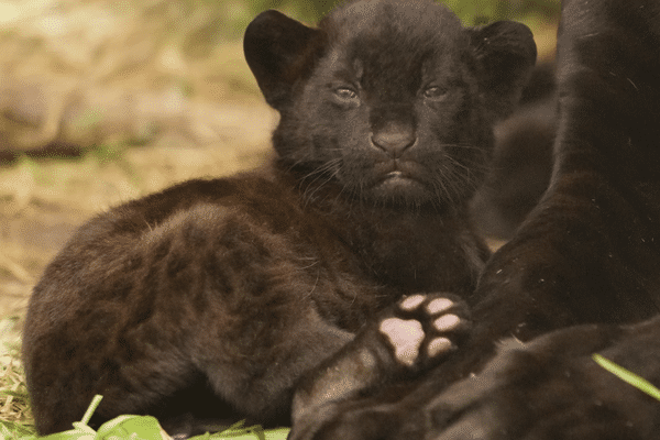 Ce bébé jaguar est né après 14 semaines de gestation.