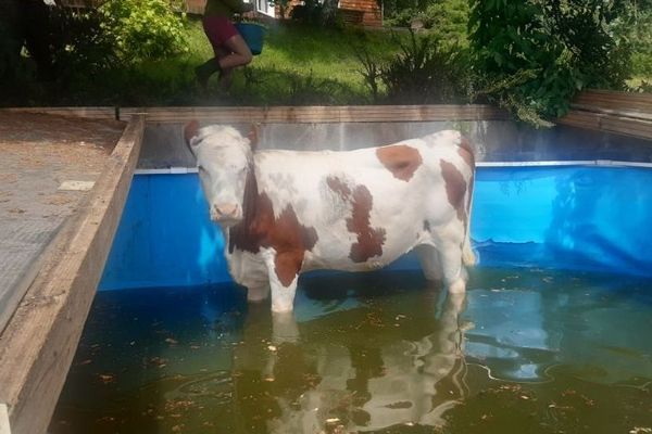 La vache s'était enfuie de son troupeau.