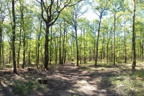 La forêt de Bouconne près de Toulouse