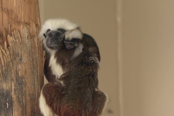 Un bébé Tamarin est né au Parc animalier d'Auvergne (Puy-de-Dôme) le 23 janvier.