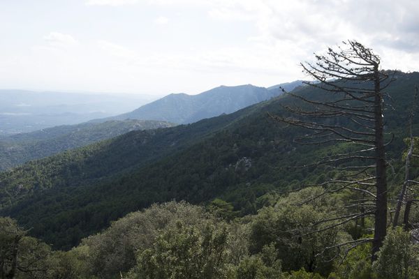 Avec près de 500 000 hectares de forêt, la Corse est l'île de Méditerranée la plus boisée.