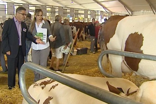 Les vaches laitières françaises intéressent les Algériens qui consomment beaucoup de lait en poudre d'importation faute de production propre en quantité suffisante.