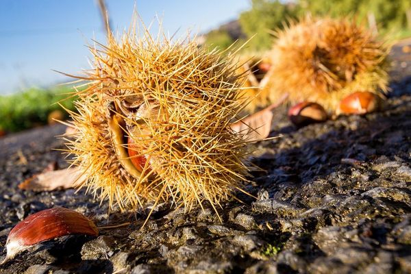 Au programme du week-end, plusieurs sorties de découverte des produits de la forêt... C'est la saison pour ramasser les châtaignes. 