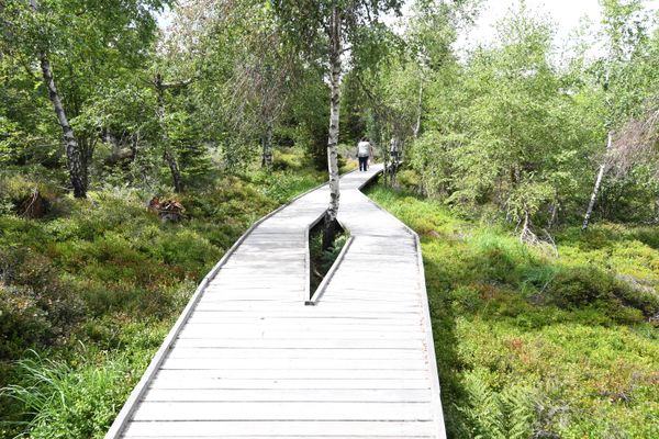 Le sentier de Lothar permet de découvrir les arbres et la flore qui a poussé depuis la tempête de 1999.