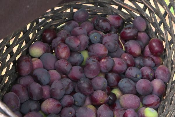 La récolte des olives par les particuliers dans les Alpes de Haute-Provence est autorisée.