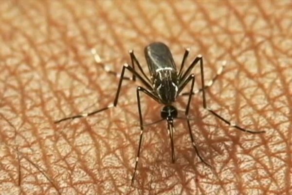 Un insecticide est diffusé à Couzon-au-Mont-d'Or après qu'un cas de dengue importé a été détecté.
