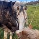 Jammin, Odin et Bingo ont finalement été retrouvés sains et saufs, après plusieurs jours de recherches.