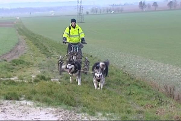 Le musher Nicolas Menerat s'entraîne quatre fois par semaine avec ses chiens, principalement des malamutes d'Alaska.