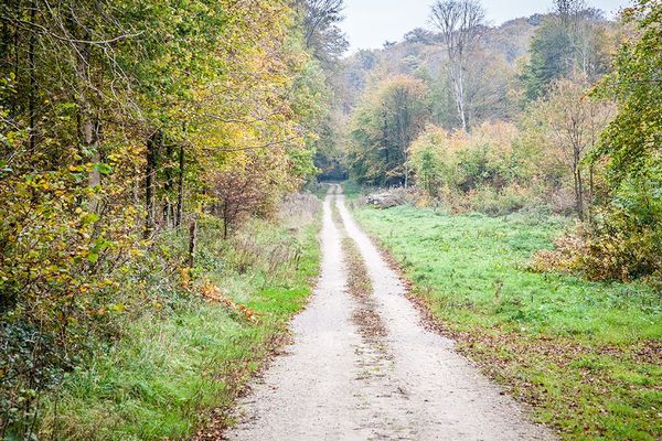 Forêt d'Hesdin