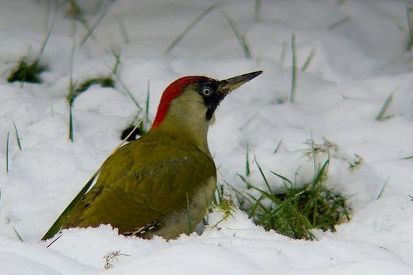 Un pic-vert dans la neige