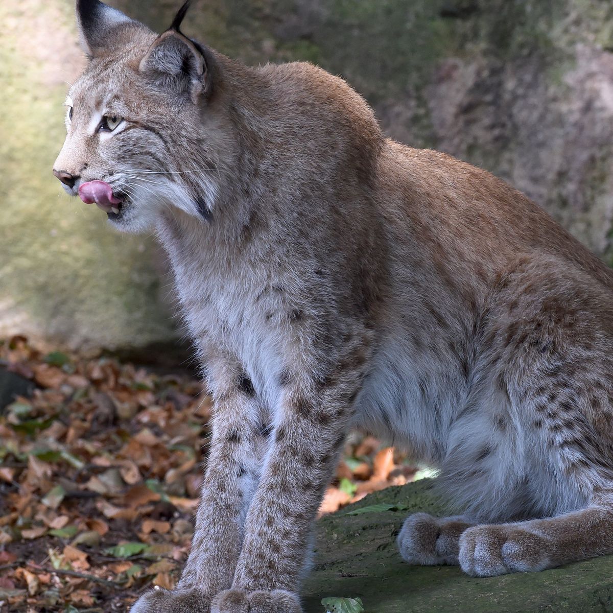 EDUCA Le Lynx 300 images pas cher 