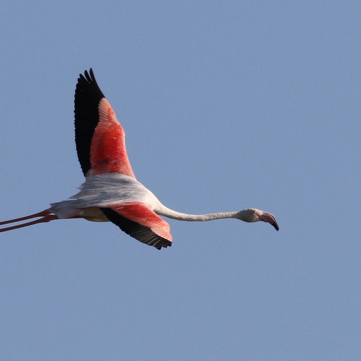 Un Flamant Rose Percute Par Un Avion A L Aeroport De Montpellier