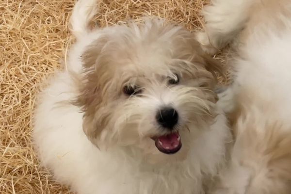 Une petite boule de poils proposée au Salon du chiot