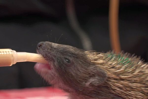 Un des nombreux bébés hérissons nourri au biberon, au centre régional de sauvegarde de la faune sauvage LPO de Villeveyrac, dans l'Hérault.