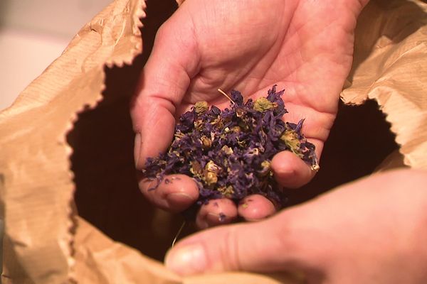 Le pouvoir des plantes, des herboristeries nouvelles générations sur la Côte d'Opale