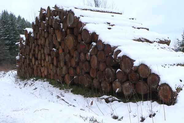 Des coupes rases font débat sur le plateau de Millevaches en Limousin - 01/02/2023 -