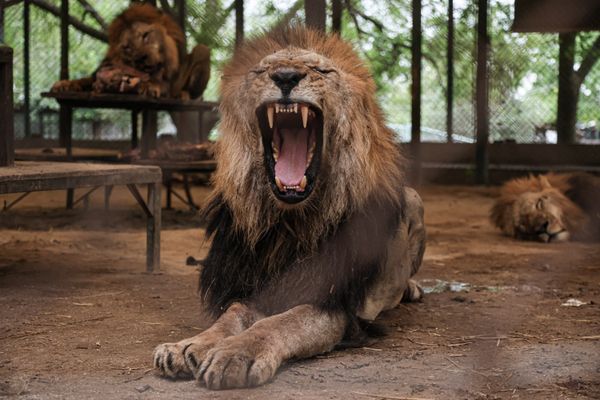 Un lion en captivité dans le zoo de Lujan en Argentine, le 18 mars 2024.