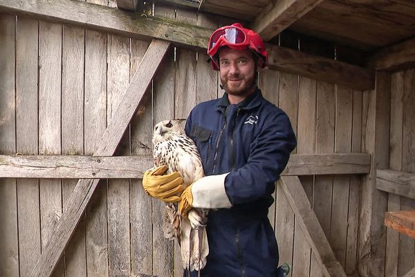 Les sapeurs-pompiers de l'unité risques animaliers du SDIS de l'Aisne ont suivi une formation pour capturer des oiseaux sans les blesser et sans se blesser à la fauconnerie du château de Château-Thierry le 23 septembre 2024.