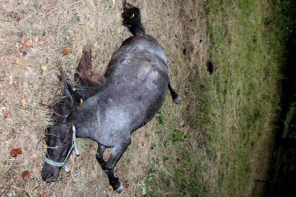 La ponette découverte morte a subi des coups à l'arme blanche sur le ventre.