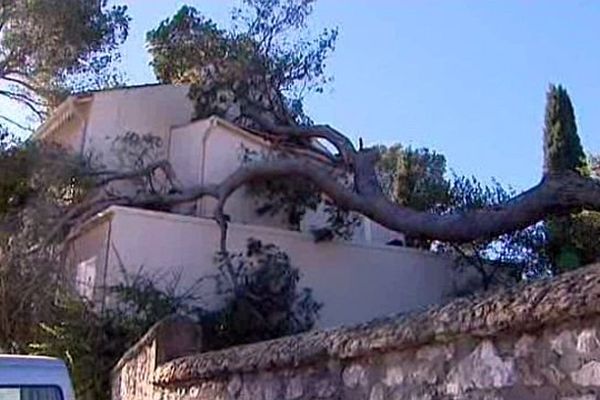 Nîmes - les arbres arrachés après les vents violents du week-end - 9 février 2015