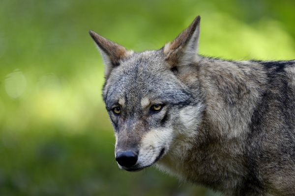 Un loup gris d'Europe.photographié au Parc animalier de Sainte-Croix le 2 octobre 2021.