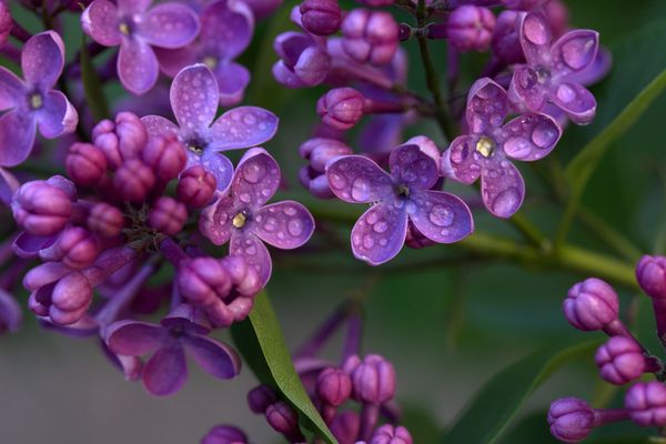 Lilas sous la bruine