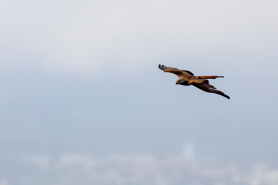 IMAGES.  In full migration, more than a million birds flew over Pont-de-Roide this autumn