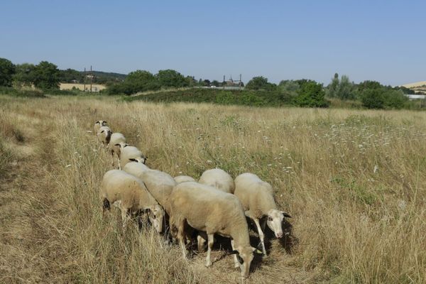 Des brebis de la race "Causses du Lot"  vont entretenir un terrain de 3,3 hectares situé à l’arrière des Moulins Dumée, à Gron, dans l'Yonne.