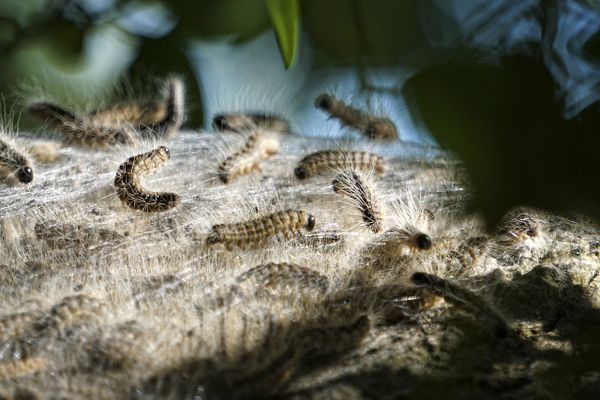 Chenilles processionnaires du chêne, photographiées en Allemagne.