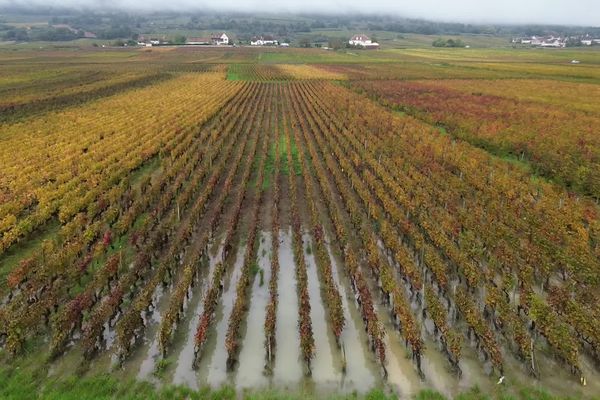 Les vignes de Bourgogne sont contraintes d'évoluer pour s'adapter au changement climatique.