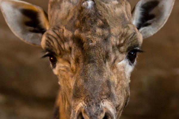 Sache, le doyen des girafes mâles d'Europe est mort à 30 ans au Bioparc de Doué-la-Fontiane