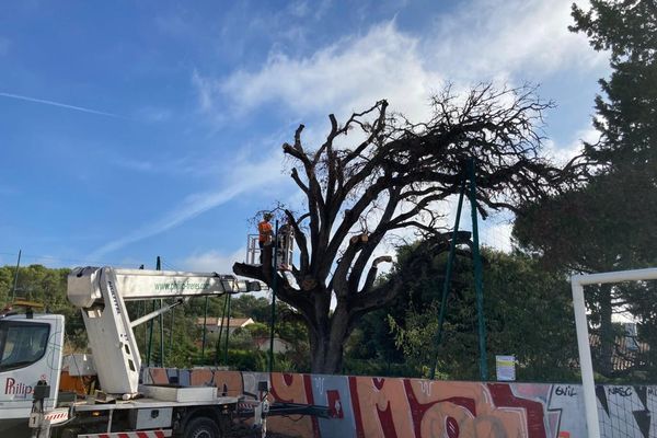 Un chêne vert centenaire a été en partie abattu, pour des questions de sécurité au stade Véga à Montpellier. Vendredi 1er septembre 2023.