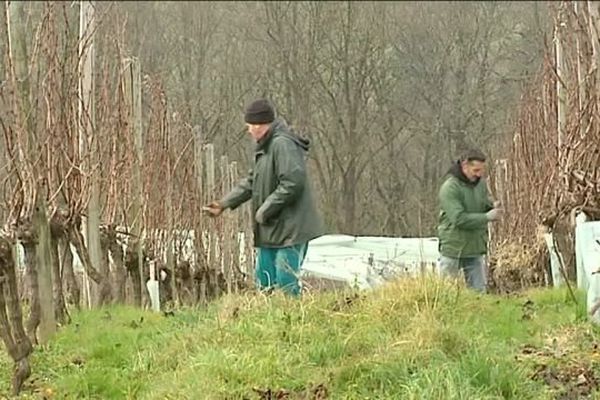 Entretien des vignes sur les côteaux du Saillant