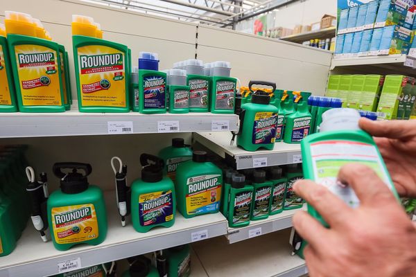 l'herbicide glyphosate est un ingrédient actif du Roundup.